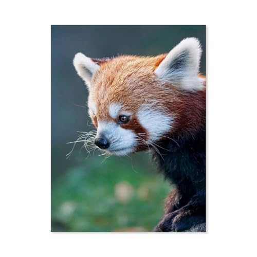Roter Panda，Puzzle 1000 Teile Erwachsene Kinde Spaß Lernspielzeug Geschenke（38x26cm）-AG96 von GSBRSNTS