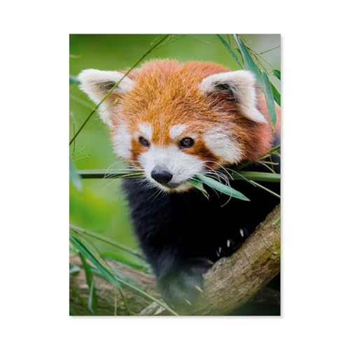 Roter Panda，Puzzle 1000 Teile Papier Puzzle Erwachsene Kinder Lernspielzeug Familie Dekompressionsspiel（38x26cm）-AC48 von GSBRSNTS