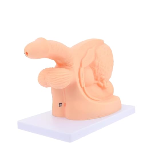 Männliches Harnröhrenkatheterisierungsmodell Männliche interne und Externe Reproduktions- und Katheterisierungsform Intubationskatheterisierung Medizinische Chirurgiepraxis Männliches Harnröhrenkatheterisierungsmodell Männliche interne und Externe Reproduktions- und Katheterisierungsform Intubationskatheterisierung Medizinische Chirurgiepraxis von GTRpenico