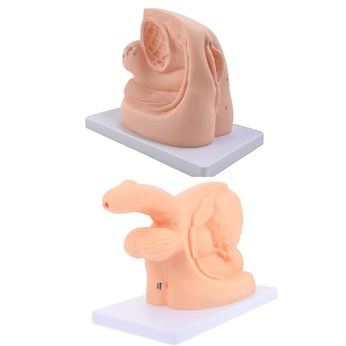 Männliches Harnröhrenkatheterisierungsmodell Männliche interne und Externe Reproduktions- und Katheterisierungsform Intubationskatheterisierung Medizinische Chirurgiepraxis Männliches Harnröhrenkatheterisierungsmodell Männliche interne und Externe Reproduktions- und Katheterisierungsform Intubationskatheterisierung Medizinische Chirurgiepraxis von GTRpenico