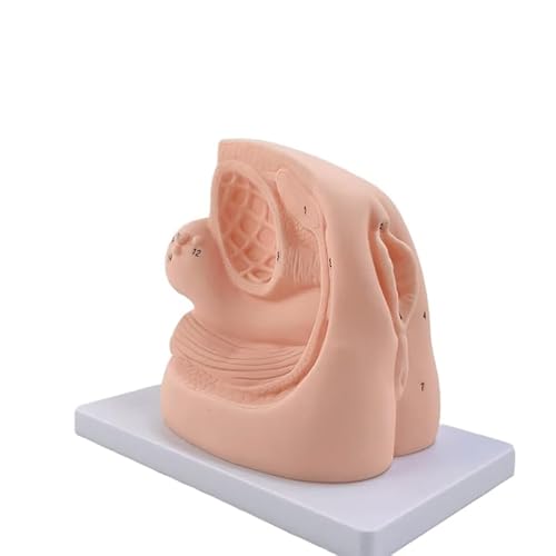 Männliches Harnröhrenkatheterisierungsmodell Männliche interne und Externe Reproduktions- und Katheterisierungsform Intubationskatheterisierung Medizinische Chirurgiepraxis Männliches Harnröhrenkatheterisierungsmodell Männliche interne und Externe Reproduktions- und Katheterisierungsform Intubationskatheterisierung Medizinische Chirurgiepraxis von GTRpenico