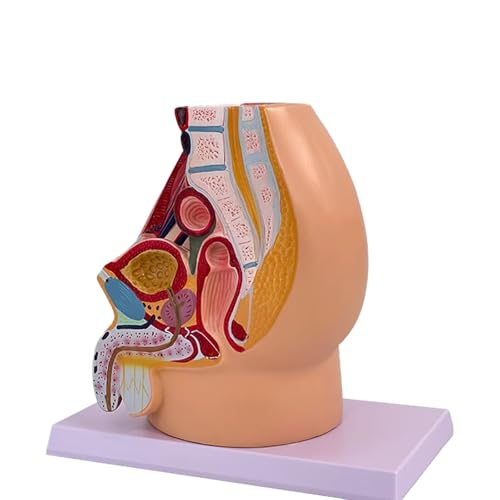 Median-Sagittalschnitt Männergesundheit Prostatitis mit Bändern, Gefäßen, Nerven, Beckenboden und Organen Männliches Becken Anatomisches Modell von GTRpenico