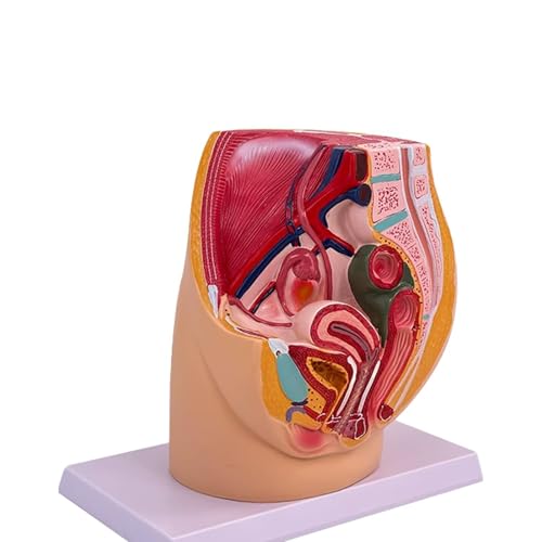 Medianer Sagittalschnitt Gynäkologische Prostatitis mit Bändern, Gefäßen, Nerven, Beckenboden und Organen Anatomisches Modell des weiblichen Beckens Medianer Sagittalschnitt Gynäkologische Prostatitis mit Bändern, Gefäßen, Nerven, Beckenboden und Organen Anatomisches Modell des weiblichen Beckens von GTRpenico