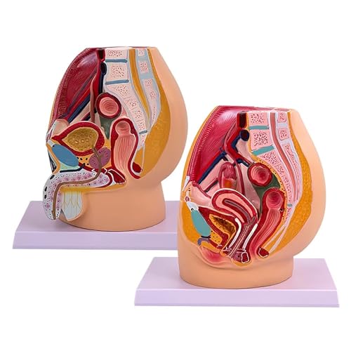 Medianer Sagittalschnitt Gynäkologische Prostatitis mit Bändern, Gefäßen, Nerven, Beckenboden und Organen Anatomisches Modell des weiblichen Beckens von GTRpenico