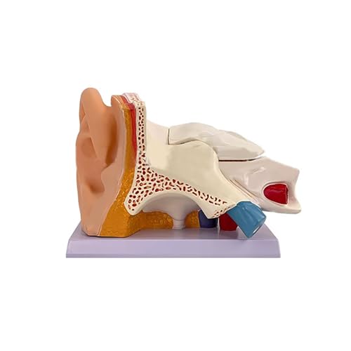 Menschliches Ohrmodell, Anatomiemodell, Simulationsmodell für das Ohrgelenk, professionelles PVC-Modell für das äußere Mittel- und Innenohr mit Sockel Menschliches Ohrmodell, Anatomiemodell, Simulationsmodell für das Ohrgelenk, professionelles PVC-Modell für das äußere Mittel- und Innenohr mit Sockel von GTRpenico