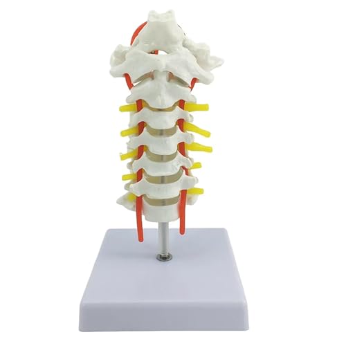 Okzipitale Wirbelarterie, Spinalnerven, Halswirbelsäulenmodell, Spinalnervenmodell, menschliches Halswirbelmodell mit Halsarterie, Lehrmodell Okzipitale Wirbelarterie, Spinalnerven, Halswirbelsäulenmodell, Spinalnervenmodell, menschliches Halswirbelmodell mit Halsarterie, Lehrmodell von GTRpenico