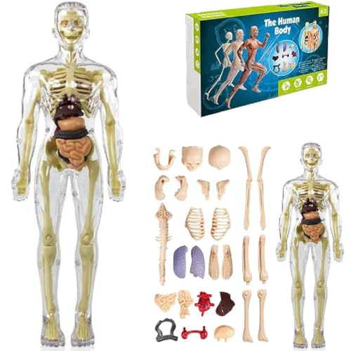 Clear Human Body Structure Model, Anatomie Modell Kinder, Menschliche Skelton Modell, Anatomie Modell Menschlichen Körper mit abnehmbaren Organen und Knochen, Vorschule Ausbildung für Kinder (A) von GUSHE