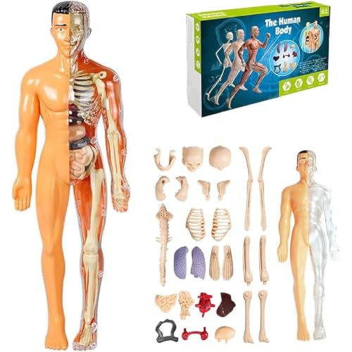 Clear Human Body Structure Model, Anatomie Modell Kinder, Menschliche Skelton Modell, Anatomie Modell Menschlichen Körper mit abnehmbaren Organen und Knochen, Vorschule Ausbildung für Kinder (B) von GUSHE