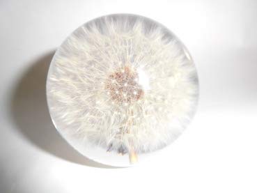 Gaide und Petersen Briefbeschwerer Pusteblume Löwenzahn Arcylglaskugel 65mm Paperweight von Gaide und Petersen