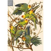 Carolina Parakeets 1000 Piece Jigsaw Puzzle Carolina Parakeets 1000 Piece Jigsaw Puzzle von Galileo Publishers