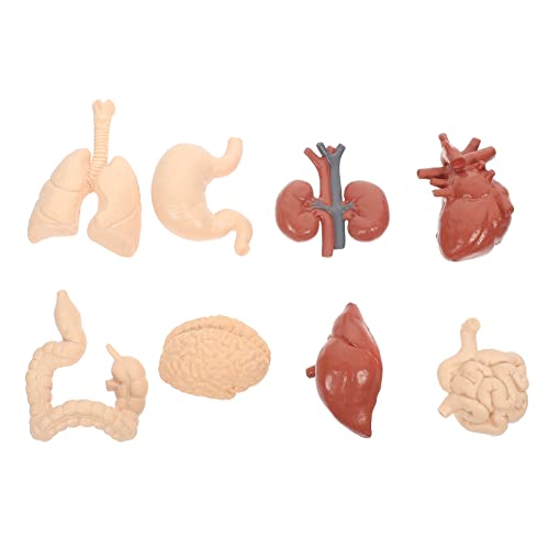 Garneck 1 Satz Humaner Lernspielzeug Teiliges Modell für und Physiologie aus Sicherem für und Kognitive Entwicklung von Kindern von Garneck