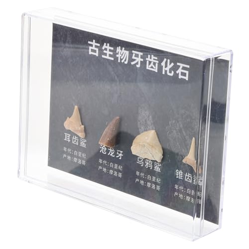 Garneck 1 Schachtel Teiliges Modell Realistische Paläontologische Figuren Irreguläre Dekoration Edukative Sammlerstücke für Wissenschaftsunterricht und Dekorative Sammlung Garneck 1 Schachtel Teiliges Modell Realistische Paläontologische Figuren Irreguläre Dekoration Edukative Sammlerstücke für Wissenschaftsunterricht und Dekorative Sammlung von Garneck