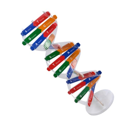Garneck 1 Set DNA Doppelhelix Wissenschaftsspielzeug Kit Doppelhelix Modellhilfen Für Montage Und Bauspielzeug Wissenschaftliches Lernspielzeug Wissenschaftliches Lehrspielzeug von Garneck