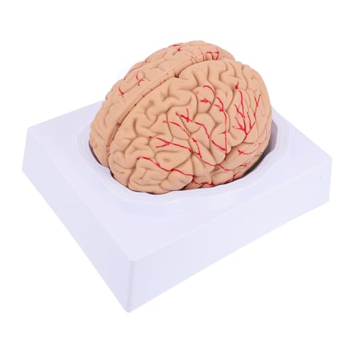 Garneck 1Pc Gehirnmodell Anatomiemodell Gehirnmodell Medizinisches Lehrmodell Anatomie Schädelmodell Medizinisches Zerebrovaskuläres Modell Mann Blutmodell Anatomisches Modell Pvc von Garneck