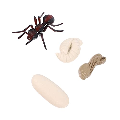 Garneck 1Satz Nachahmung Ameisen Wachstumszyklus Modell Teiliges Pädagogisches für Kognitiven Fähigkeiten Ausstellungsmodell für Biologische Experimente Garneck 1Satz Nachahmung Ameisen Wachstumszyklus Modell Teiliges Pädagogisches für Kognitiven Fähigkeiten Ausstellungsmodell für Biologische Experimente von Garneck