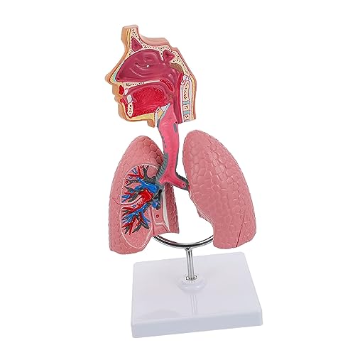 Garneck 1Stück Atmungsmodell für Schule Anatomisches Lungenmodell mit Lebhaften Details für Physiologie Anatomieunterricht Hochschulen von Garneck