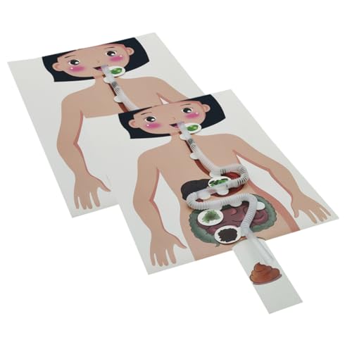 Garneck 2 Sätze Modell des Verdauungssystems kinderspielzeug selber Machen Science Experiment Kit Kleinkindspielzeug Kleinkind -Bildungsspielzeug DIY Bastelset Plastik Garneck 2 Sätze Modell des Verdauungssystems kinderspielzeug selber Machen Science Experiment Kit Kleinkindspielzeug Kleinkind -Bildungsspielzeug DIY Bastelset Plastik von Garneck