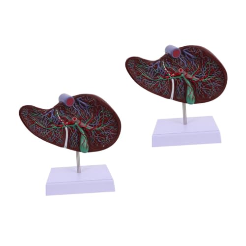 Garneck 2 Stück Anatomisches Modell Der Leber Menschliche Anatomie Studie Modell Der Leberanatomie Anatomie Des Körpermodells -lebermodell 3d-lebermodell Lehre Plastik Garneck 2 Stück Anatomisches Modell Der Leber Menschliche Anatomie Studie Modell Der Leberanatomie Anatomie Des Körpermodells -lebermodell 3d-lebermodell Lehre Plastik von Garneck