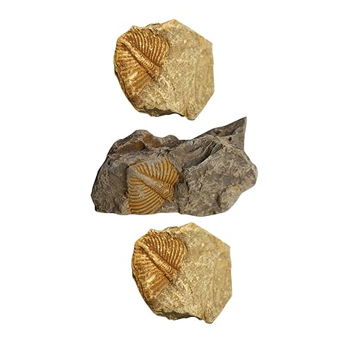 Garneck 3 Stück Teiliges Trilobiten Fossilien Modell Dekoratives Sammlerstück und Pädagogisches Lehrmittel Realistische Paläontologie Deko für Zimmer Büro und Lernen Garneck 3 Stück Teiliges Trilobiten Fossilien Modell Dekoratives Sammlerstück und Pädagogisches Lehrmittel Realistische Paläontologie Deko für Zimmer Büro und Lernen von Garneck