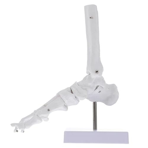 Garneck Anatomisches Fußgelenk Modell aus Lebensgroßes Sprunggelenk Modell für Medizinische Ausbildung und Anatomieunterricht mit Beweglichen Knochen und Ständer Garneck Anatomisches Fußgelenk Modell aus Lebensgroßes Sprunggelenk Modell für Medizinische Ausbildung und Anatomieunterricht mit Beweglichen Knochen und Ständer von Garneck