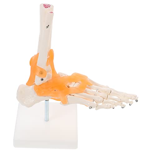 Garneck Anatomisches Fußgelenkmodell mit Flexiblen Bändern Medizinisches Lehrmittel Lebensgroßes Skelettmodell Geeignet für Wissenschaftliche Ausbildung und Patientenaufklärung von Garneck