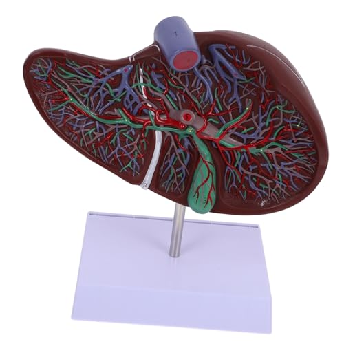 Garneck Anatomisches Modell der Leber Medizinisches Lebermodell anatomisches Lebermodell -Lebermodell Lehre Orgelmodelle Anatomie modelliert den menschlichen Körper Plastik Garneck Anatomisches Modell der Leber Medizinisches Lebermodell anatomisches Lebermodell -Lebermodell Lehre Orgelmodelle Anatomie modelliert den menschlichen Körper Plastik von Garneck