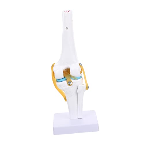 Garneck Anatomisches Modell für Medizinische Lehre Flexibles Skelett Modell zur Demonstration von und Bändern für Schüler und Therapeuten Garneck Anatomisches Modell für Medizinische Lehre Flexibles Skelett Modell zur Demonstration von und Bändern für Schüler und Therapeuten von Garneck