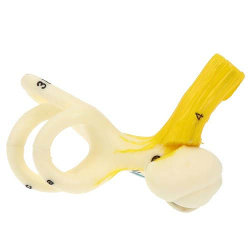Garneck Anatomisches Ohrmodell mit Basis Human Ear Canal für Lehrzwecke für Universitäten und Kliniken Erleichtert das Verständnis Inneren Ohrstruktur Garneck Anatomisches Ohrmodell mit Basis Human Ear Canal für Lehrzwecke für Universitäten und Kliniken Erleichtert das Verständnis Inneren Ohrstruktur von Garneck