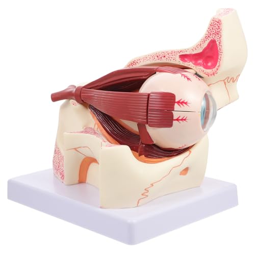 Garneck Augapfel Modell Vergrößert Anatomisches Orbitalmodell aus Stabilem für Unterricht Hygiene und Physiologie Demontierbar und Detailgetreu von Garneck