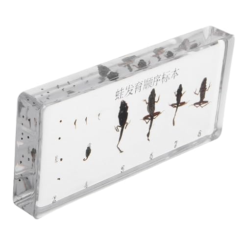 Garneck Ausgestopfter Frosch Minifiguren Aus Harz Froschspielzeug Mini-tierfiguren Mini-harztiere Miniatur-tierfiguren Frosch-Harz-Ornament Kleine Figuren Kleine Harztiere Frösche Acryl Garneck Ausgestopfter Frosch Minifiguren Aus Harz Froschspielzeug Mini-tierfiguren Mini-harztiere Miniatur-tierfiguren Frosch-Harz-Ornament Kleine Figuren Kleine Harztiere Frösche Acryl von Garneck