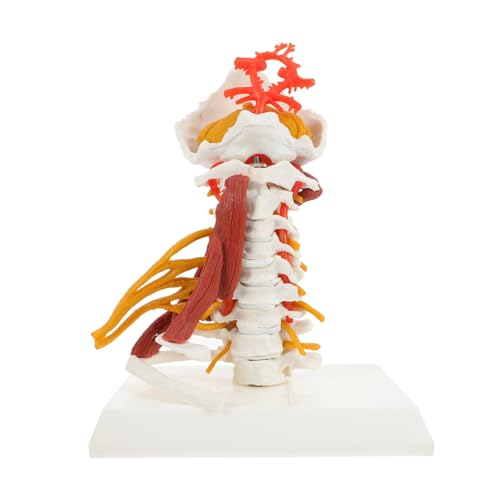 Garneck Cervical Vertebra Model für Medizinische Ausbildung Detailliertes Menschliches Halswirbelsäulen Modell Geeignet für Unterricht und Nerven und Muskeln für und Kliniken von Garneck
