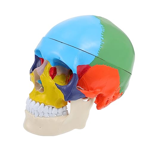 Garneck Farbiges Anatomisches Schädelmodell für Medizinische Ausbildung Abnehmbares Menschliches Kopfmodell Detailreiches Lehrmodell für Schüler Lehrer und Experten Garneck Farbiges Anatomisches Schädelmodell für Medizinische Ausbildung Abnehmbares Menschliches Kopfmodell Detailreiches Lehrmodell für Schüler Lehrer und Experten von Garneck
