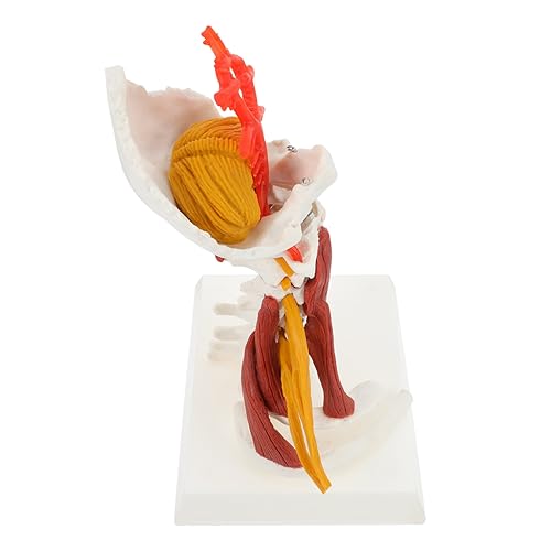 Garneck Halswirbelsäulenmodell aus Anatomisches Lehrmodell für Medizinische Ausbildung und Patientenschulung Realistische Darstellung Wirbelsäule Langlebig und von Garneck