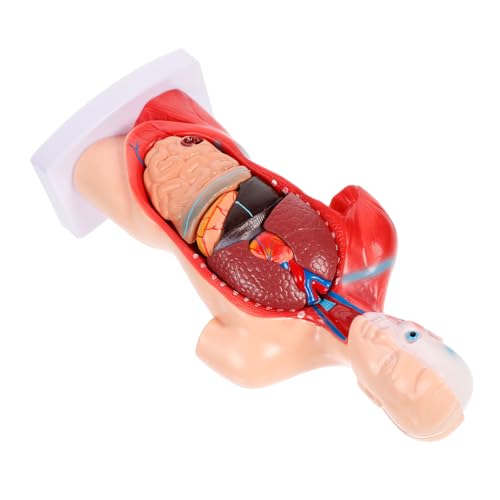 Garneck Human Organ Modell Herz Torso Präzises Medizinisches Lehrmodell mit Abnehmbarem Design Geeignet für Medizinstudenten und Arztunterricht zur Anschaulichen Demonstration der Inneren Garneck Human Organ Modell Herz Torso Präzises Medizinisches Lehrmodell mit Abnehmbarem Design Geeignet für Medizinstudenten und Arztunterricht zur Anschaulichen Demonstration der Inneren von Garneck