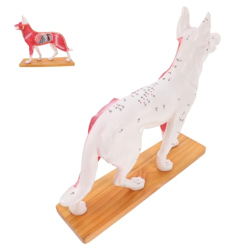 Garneck Hund Akupunkturmodell Anatomisches Hundemodell für Studierende und Lehrzwecke Detaillierte Anatomische Strukturen für Akupunktur Studien und Tieranatomie Garneck Hund Akupunkturmodell Anatomisches Hundemodell für Studierende und Lehrzwecke Detaillierte Anatomische Strukturen für Akupunktur Studien und Tieranatomie von Garneck