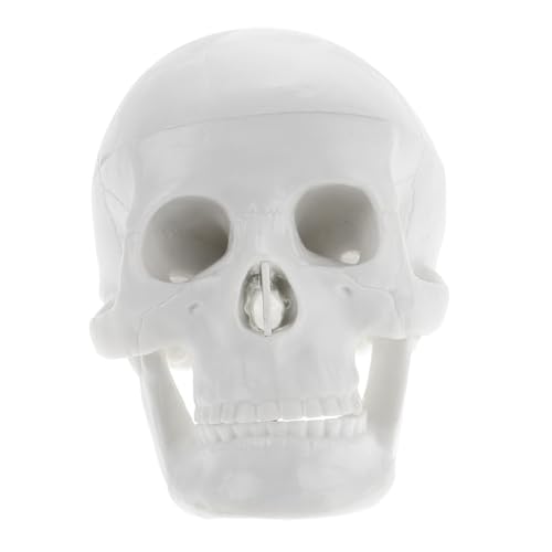 Garneck Kleines Menschliches Schädelmodell aus Robustem PVC für Medizinische Lehre und Halloween Deko Detailgetreue Langlebig und Vielseitig Einsetzbar Realistische Schädel Nachbildung von Garneck