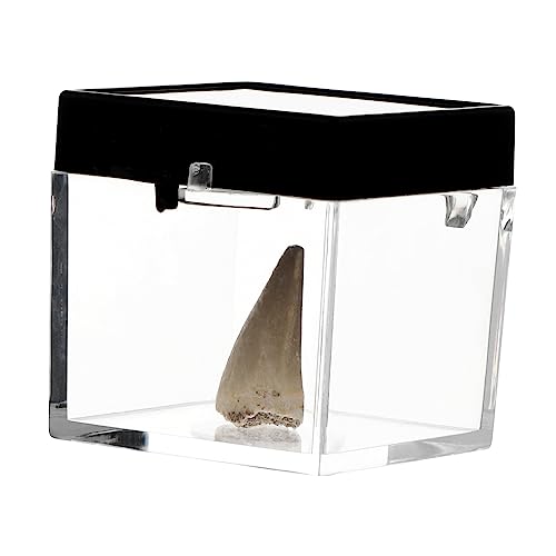 Garneck Kreatives Fossiles Modell Mosasaurus Zähne Dekoration für Bildung Transparenter Aufbewahrungsbox Klassenräume Heimdekoration Garneck Kreatives Fossiles Modell Mosasaurus Zähne Dekoration für Bildung Transparenter Aufbewahrungsbox Klassenräume Heimdekoration von Garneck