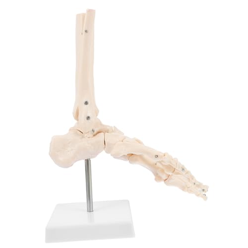 Garneck Lebensgroßes Anatomisches Fußgelenk Skelettmodell aus Kunststoff Flexibel Beweglich Medizinisches Lehrmodell für und Anatomische Studien von Garneck