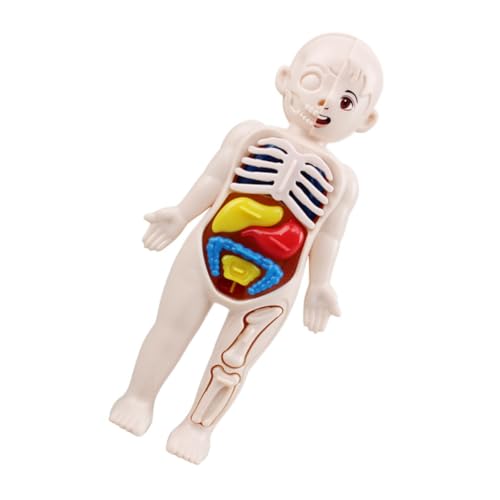 Garneck Menschlicher Torso Organe Modell DIY Anatomie Lernspielzeug für Kognitive mit Abnehmbaren Organen für Hand auge koordination und Gedächtnistraining von Garneck