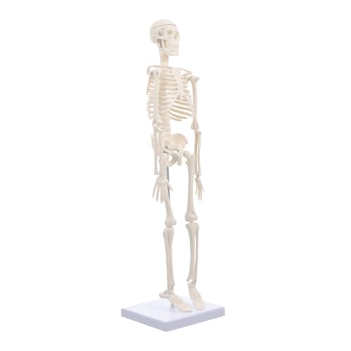 Garneck PVC Skelettmodell Menschliches Skelett Modell Bewegliche Gelenke Abnehmbarer Schädel Lehrmodell für Medizinische Ausbildung und Anatomische Demonstration Garneck PVC Skelettmodell Menschliches Skelett Modell Bewegliche Gelenke Abnehmbarer Schädel Lehrmodell für Medizinische Ausbildung und Anatomische Demonstration von Garneck