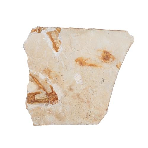 Garneck Paläontologie Fischfossil Simulation Modell Resin Exemplar Lehrmaterial Wissenschaftliche Dekoration für Unterricht und Sammler Garneck Paläontologie Fischfossil Simulation Modell Resin Exemplar Lehrmaterial Wissenschaftliche Dekoration für Unterricht und Sammler von Garneck