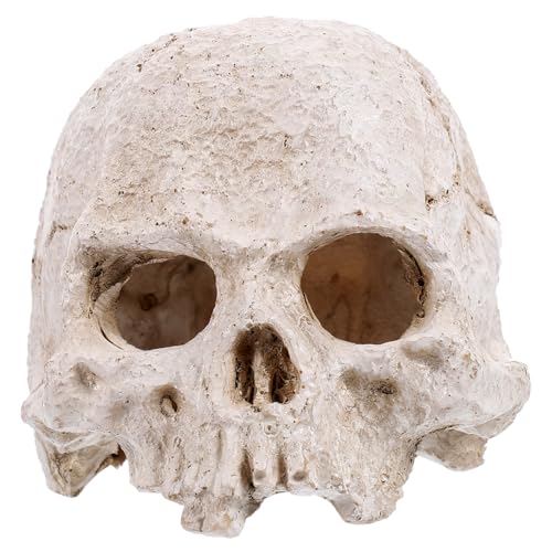 Garneck Realistisches Schädel Modell Menschenkopf Skelett Deko Vielseitig für Halloween Film Requisiten und Terrarium Robust und Detailgetreu Garneck Realistisches Schädel Modell Menschenkopf Skelett Deko Vielseitig für Halloween Film Requisiten und Terrarium Robust und Detailgetreu von Garneck