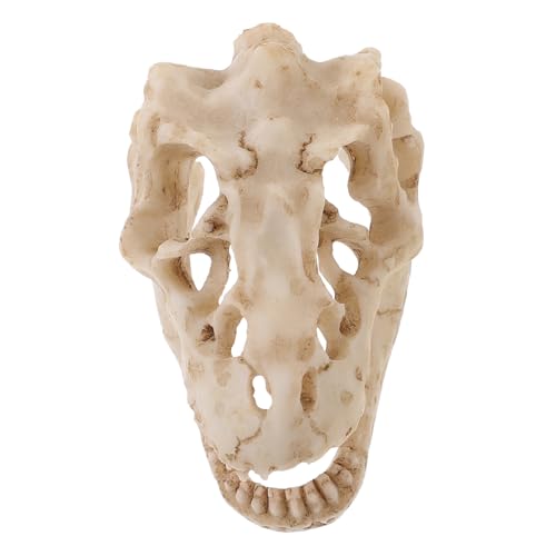 Garneck Resin Dinosaurierschädel Modell Terrariendeko Skelett Nachbildung Robust für Sammler und Lehrer Kleines Dekoratives Tierskelett für Büro und Zuhause Garneck Resin Dinosaurierschädel Modell Terrariendeko Skelett Nachbildung Robust für Sammler und Lehrer Kleines Dekoratives Tierskelett für Büro und Zuhause von Garneck