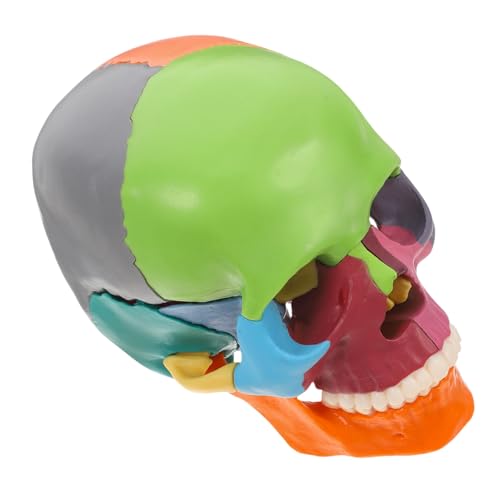 Garneck Schädelmodell Gehirnmodell Schädelschnittmodell Zeichnungsfigurenmodell Schädel-Anatomie- realistischer menschlicher schädelkopf Anatomie-Puzzle Plastik Garneck Schädelmodell Gehirnmodell Schädelschnittmodell Zeichnungsfigurenmodell Schädel-Anatomie- realistischer menschlicher schädelkopf Anatomie-Puzzle Plastik von Garneck