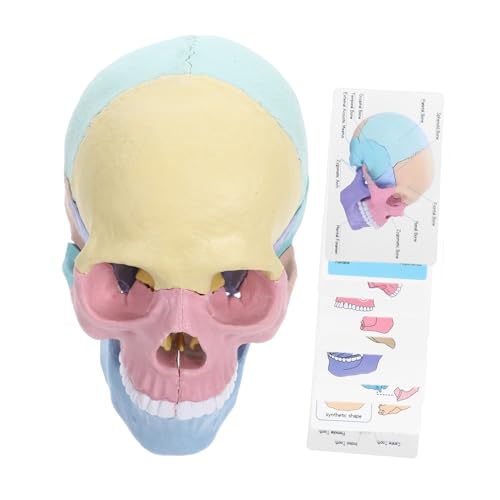 Garneck Schädelmodell realistisch abnehmbar groß für Erwachsene Anatomie -Modelle anatomie und physiologie studienwerkzeuge Anatomiemodell des menschlichen Körpers Kleiner Schädel Plastik Garneck Schädelmodell realistisch abnehmbar groß für Erwachsene Anatomie -Modelle anatomie und physiologie studienwerkzeuge Anatomiemodell des menschlichen Körpers Kleiner Schädel Plastik von Garneck