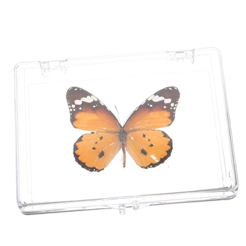 Garneck Schmetterlings -Exemplar -Ornamente insektenbox insekten box Insekten-Dekoration Musterdekor ausstellen schmetterling dekorationen Probenständer Wohndekoration Lehrstütze Plastik Garneck Schmetterlings -Exemplar -Ornamente insektenbox insekten box Insekten-Dekoration Musterdekor ausstellen schmetterling dekorationen Probenständer Wohndekoration Lehrstütze Plastik von Garneck
