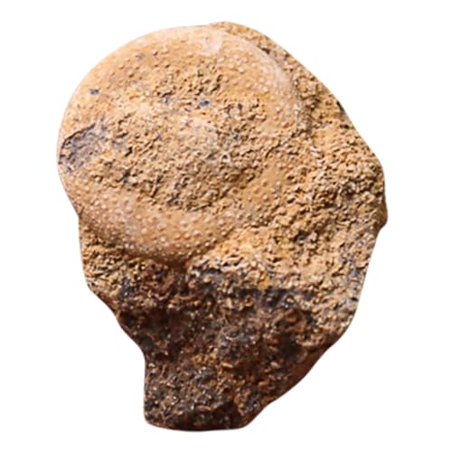Garneck Sea Urchin Modell Pädagogisches Lehrmittel Naturgetreues Meereslebewesen Versteinerung Dekoration für Schüler Wissenschaftliches Lernexemplar Paläontologie Desktop Schmuck von Garneck