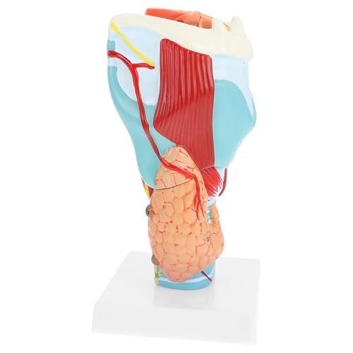 Garneck Vergrößertes Menschliches Kehlkopfmodell PVC Anatomisches Lehrmodell für Schüler Medizinisches Rachenmodell Unterricht Kliniken Schulen von Garneck