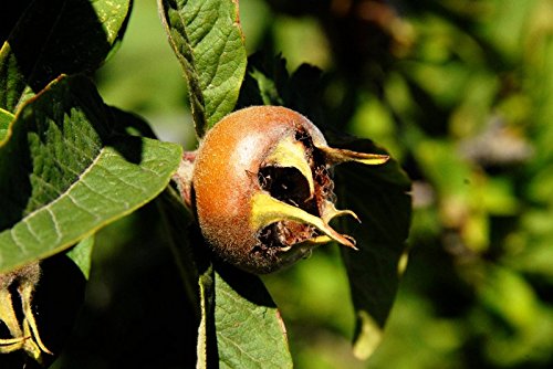 Mispel 100-125cm - Mespilus germanica Mispel 100-125cm - Mespilus germanica von Garten von Ehren