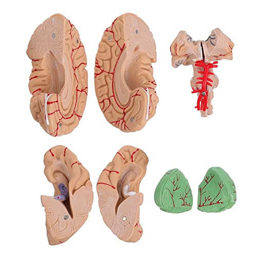 Gatuida Anatomisches Gehirnmodell Bausatz Zur Struktur Des Menschlichen Gehirns Für Die Schul- Heim- Und Vorschulerziehung Gatuida Anatomisches Gehirnmodell Bausatz Zur Struktur Des Menschlichen Gehirns Für Die Schul- Heim- Und Vorschulerziehung von Gatuida
